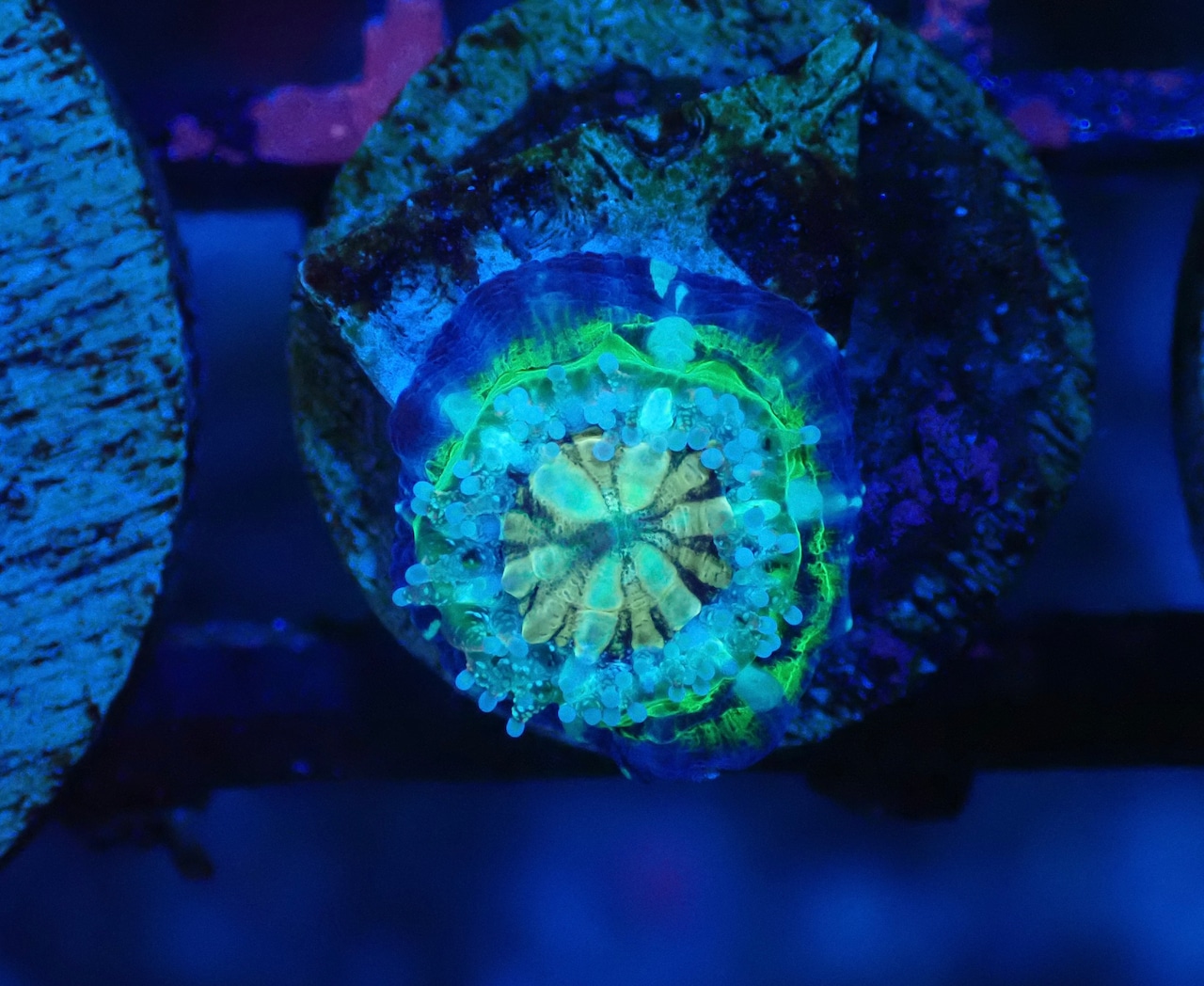 Scolymia Baby "UFO" 8