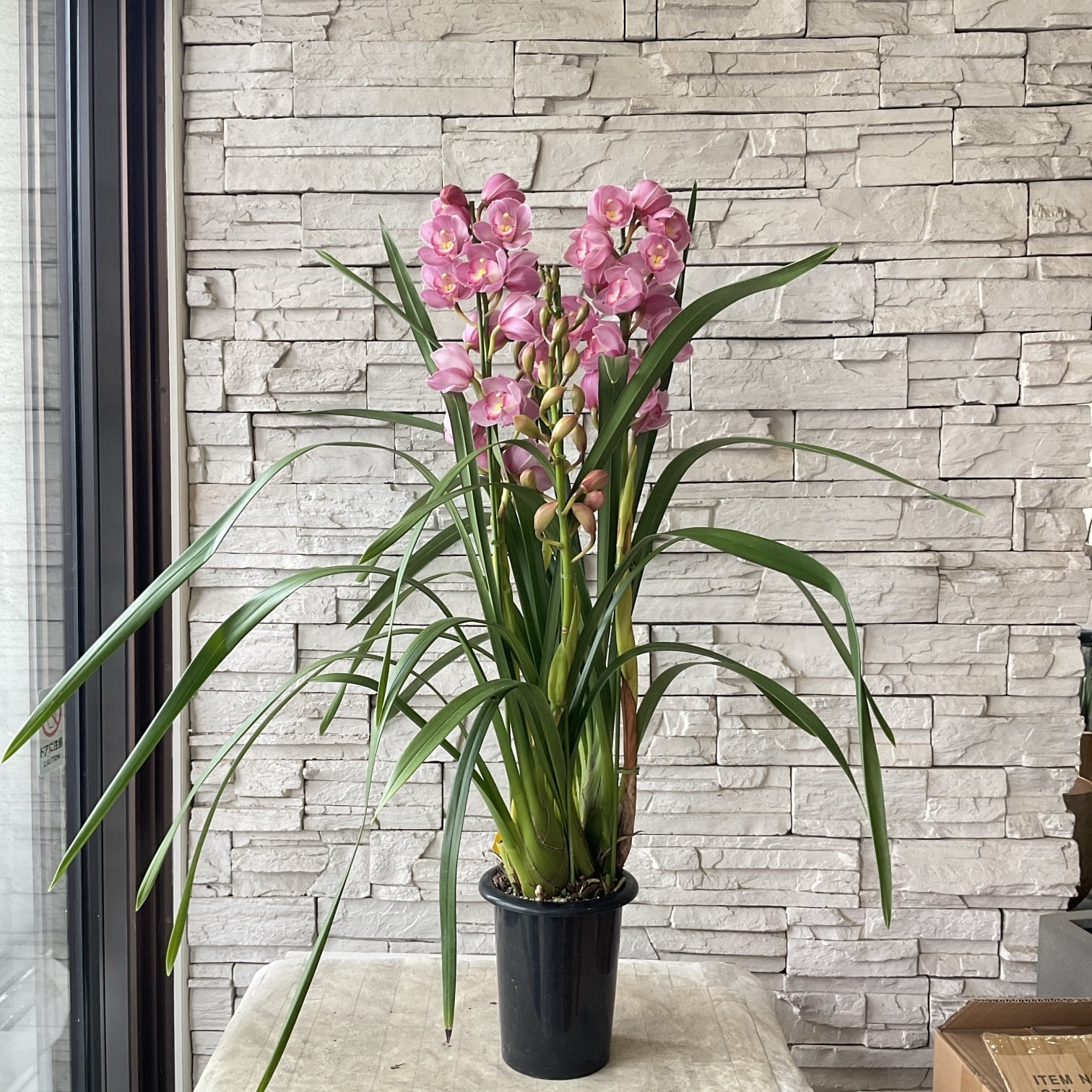 送料無料】シンビジウム 福娘 ピンク 6.3寸鉢 4F | 橋本種苗園