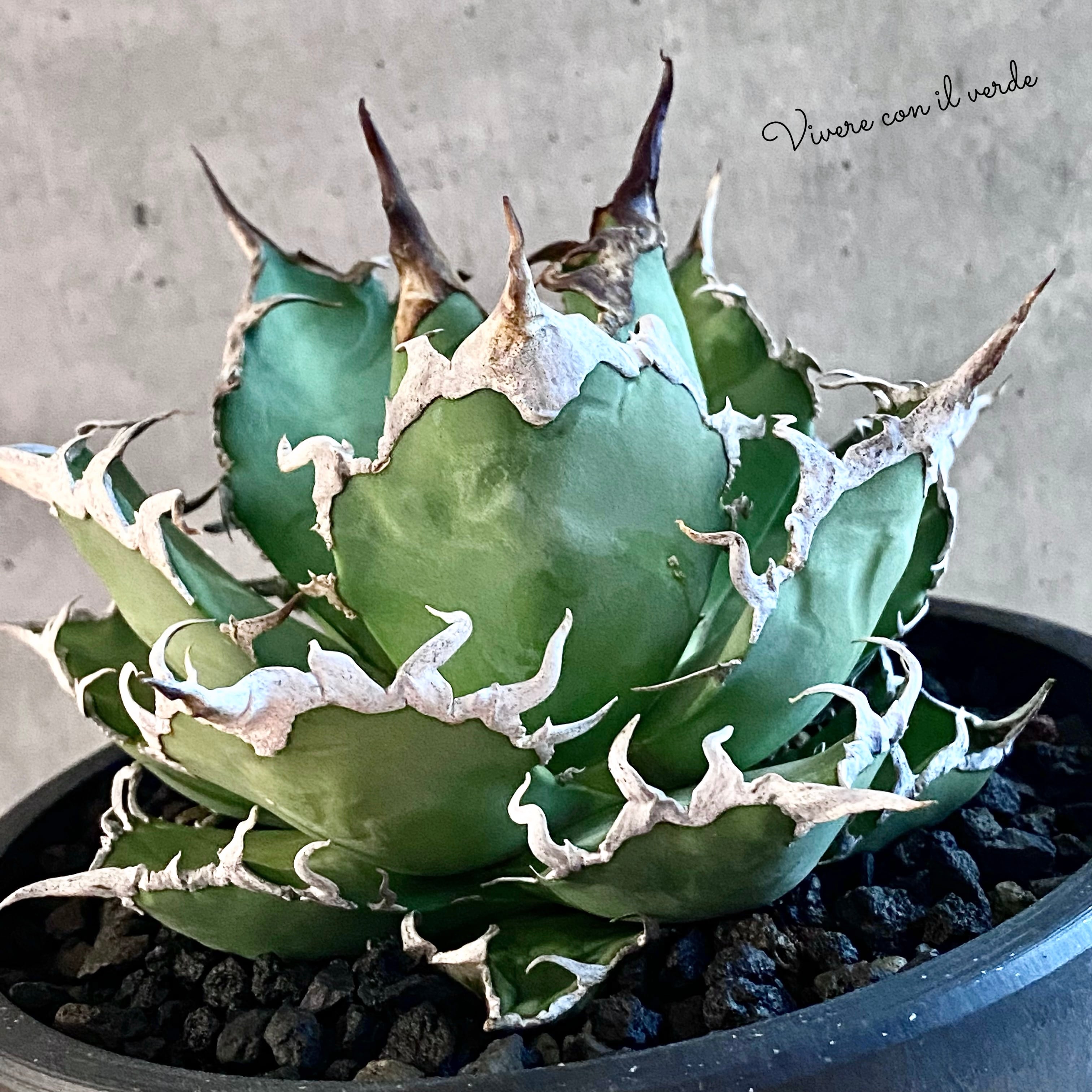 agave titanota fo-076 caesar /アガベ チタノタ fo-076 シーザー  【観葉植物】【多肉植物】【インテリア】【美株】【鉢込み発送】【発根済み】