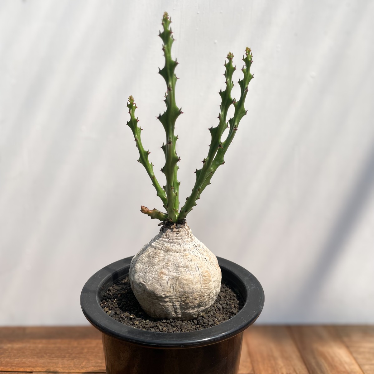 Euphorbia decidua【ユーフォルビア・デシドゥア・蓬莱島】 | RIMO