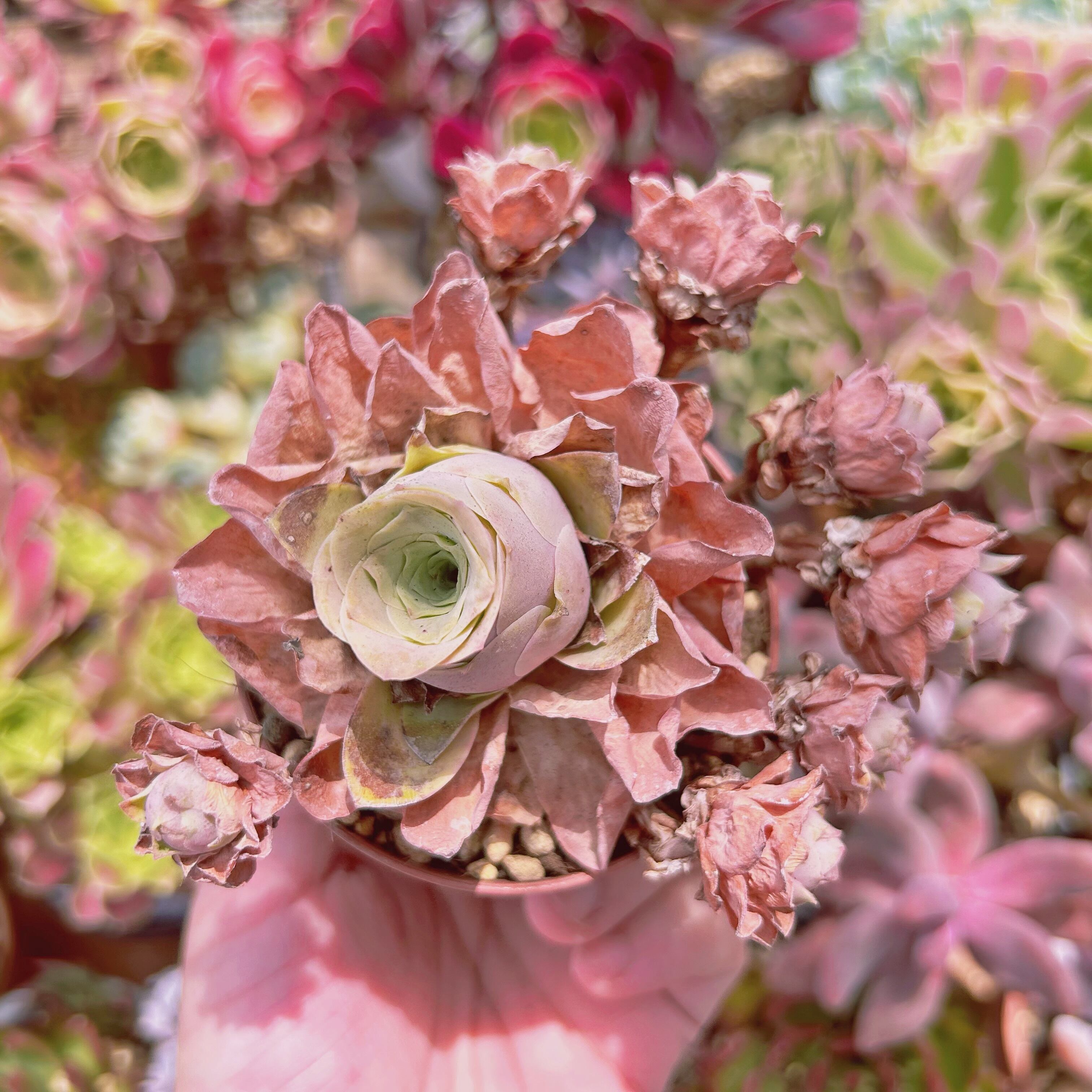 #1004現物　多肉植物　オーレア　抜き苗