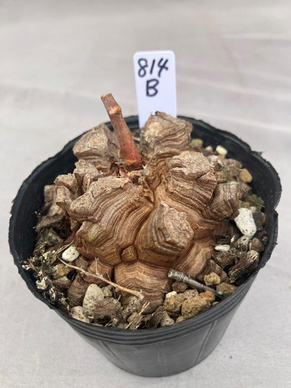 亀甲竜（長谷川園芸）4寸 Other Succulents Foliage Plant