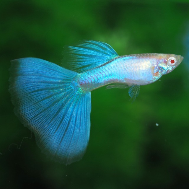 【現物】RREAラズリーブルーテール　1ペア＋おまけオス1匹