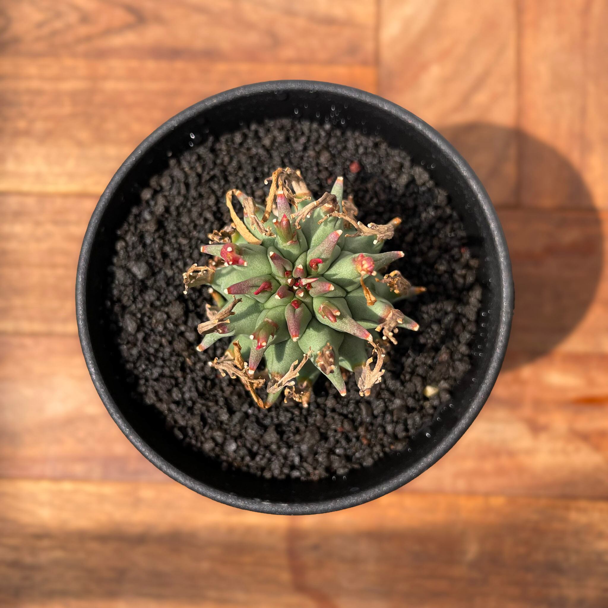 ユーフォルビア闘牛角 Euphorbia Schoenlandii【ユーフォルビア・闘牛角】 | RIMO'S GREEN