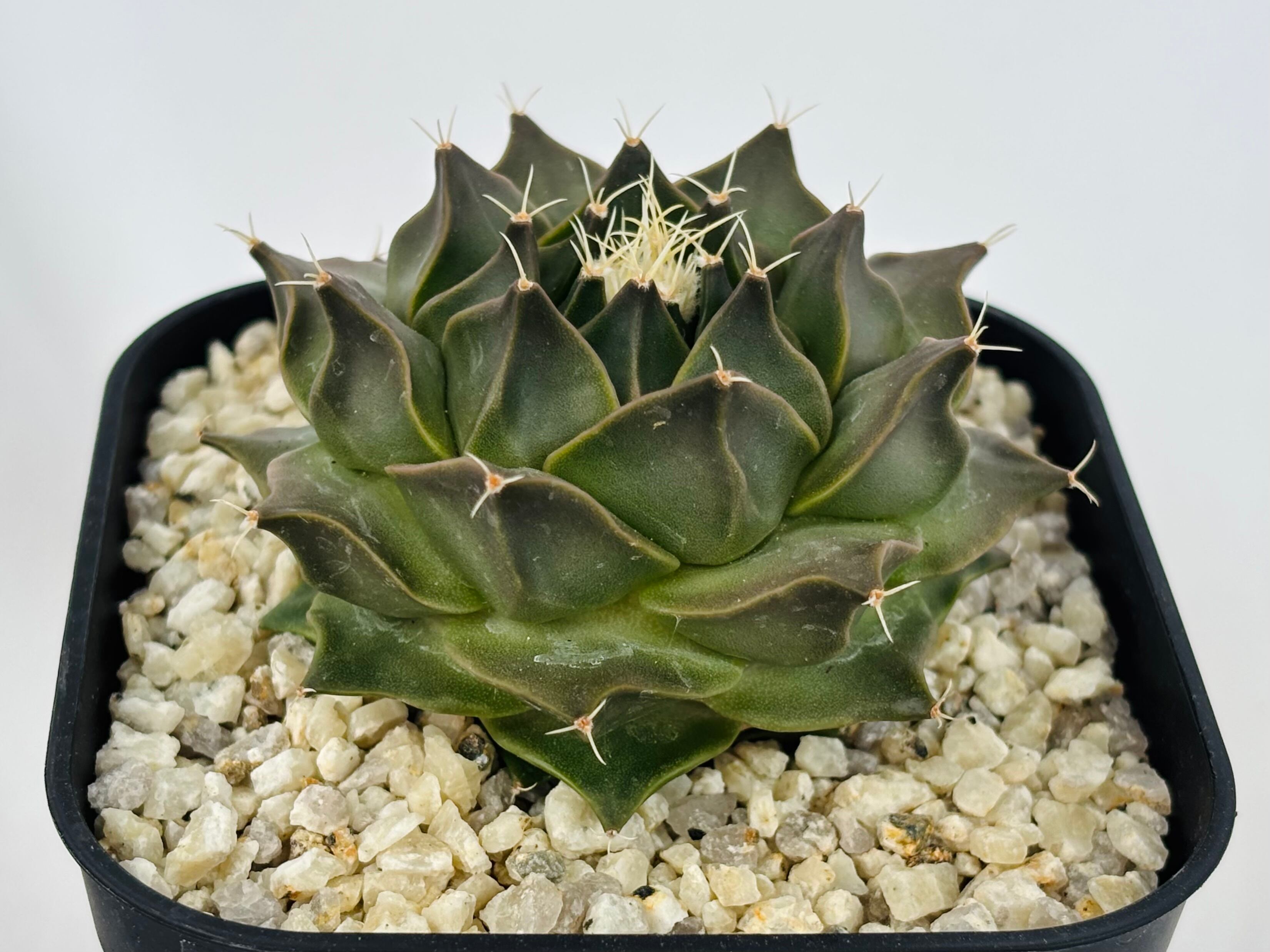 Obregonia denegrii オブレゴニア 大疣帝冠 サボテン | plants MARU