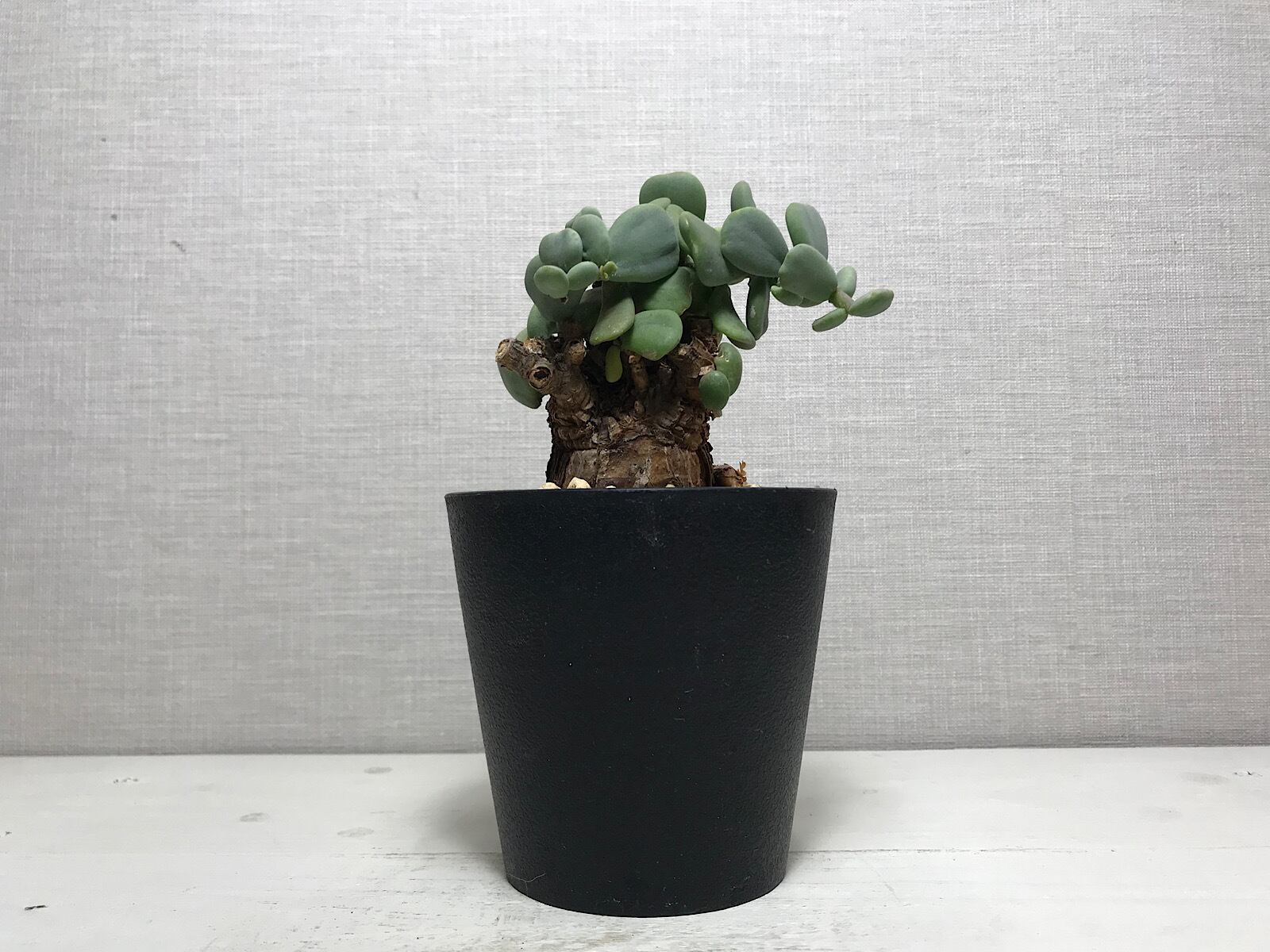 ケラリア ピグマエア