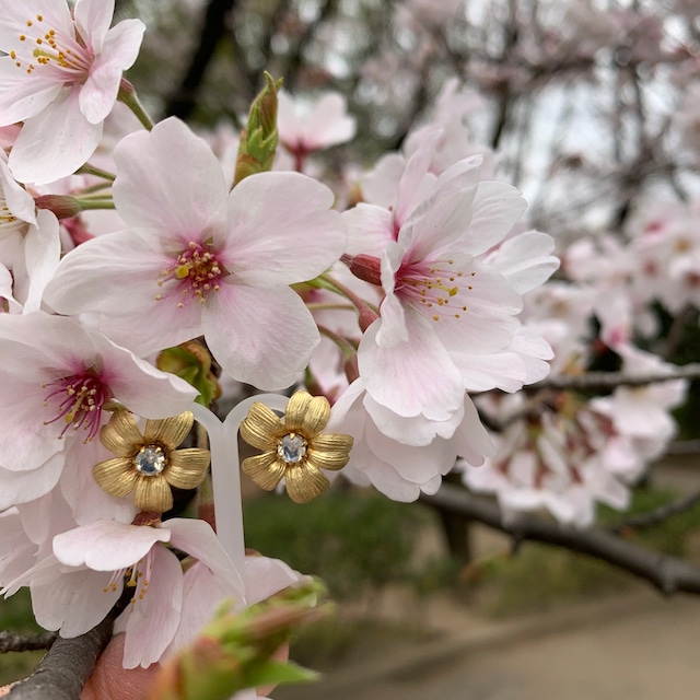 さくらの花のムーンストーンピアス