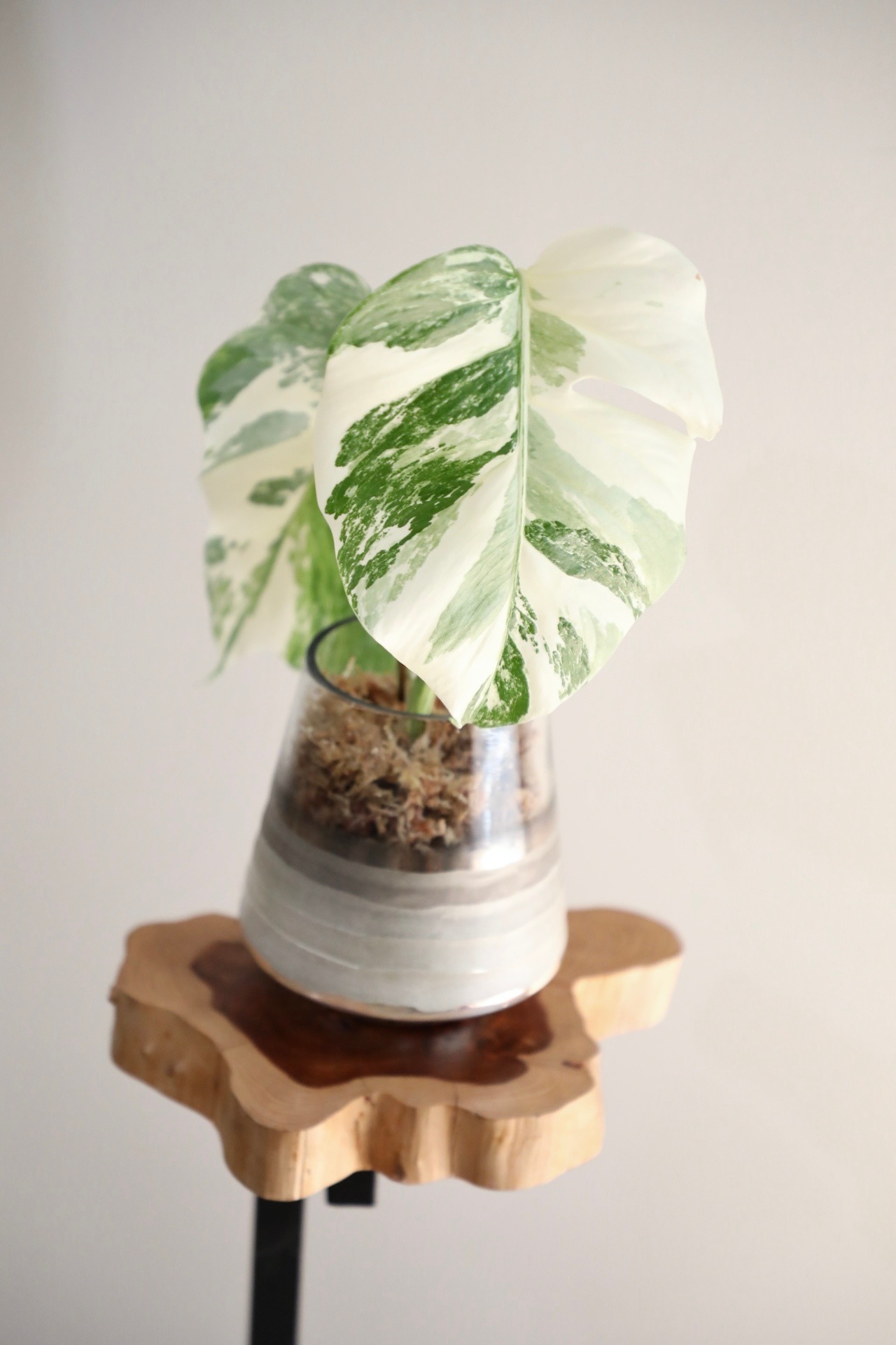 【M】【希少】モンステラ ボルシギアナ バリエガータ　※【土不使用】グラスポット付き