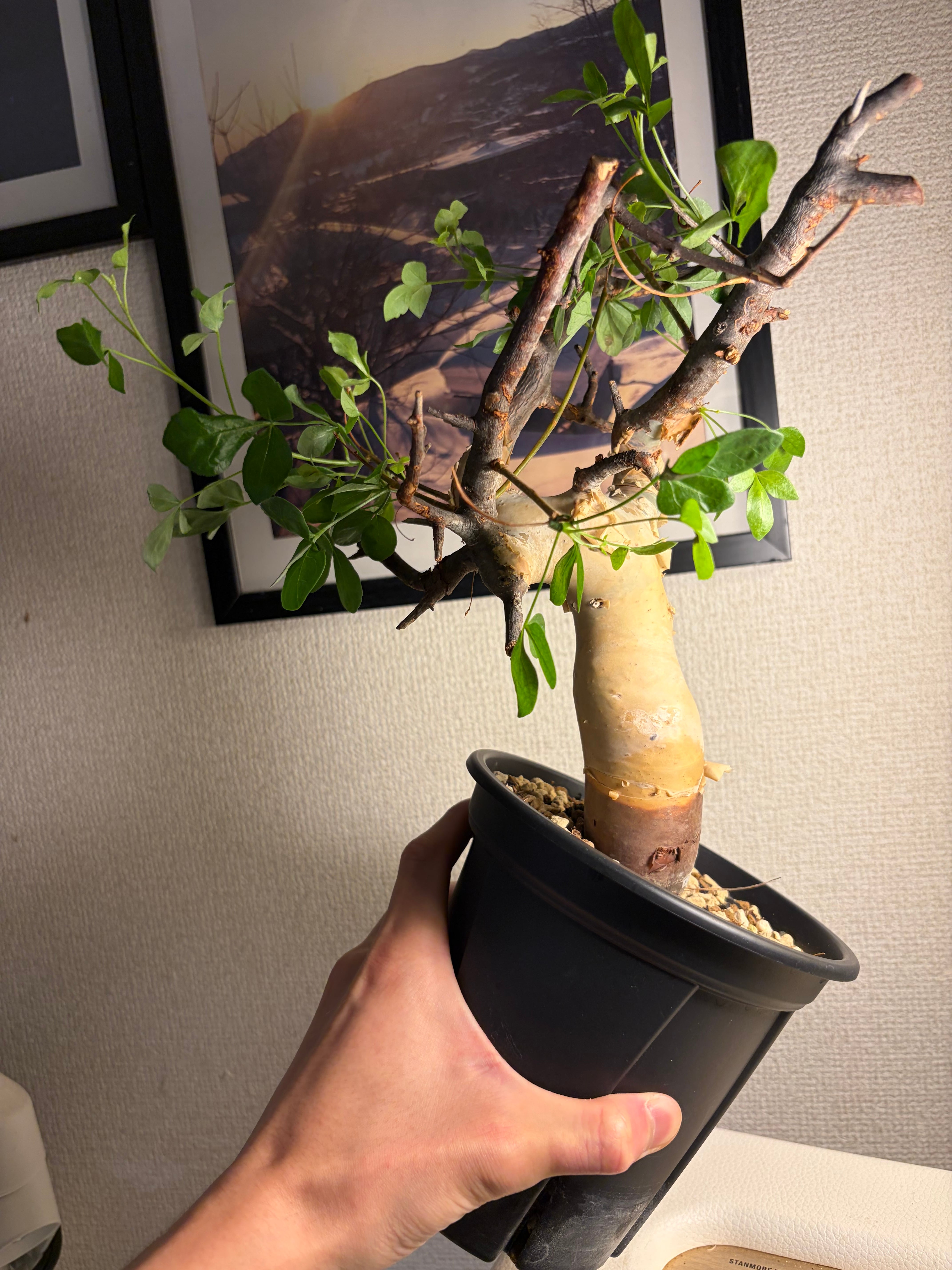 Commiphora | オモニキチュウ