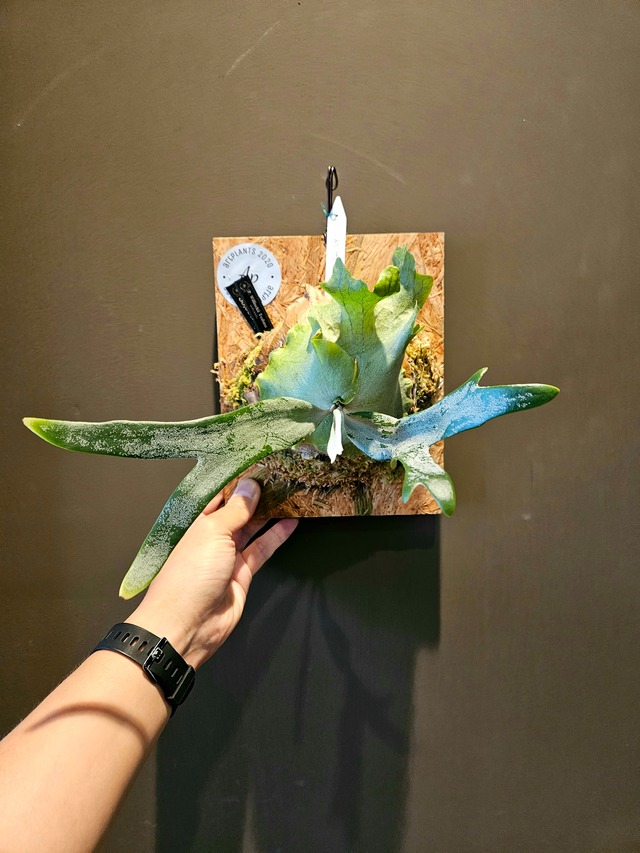 P.Monster【artPLANTs】ビカクシダ/Platycerium