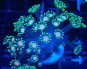 Alveopora 2