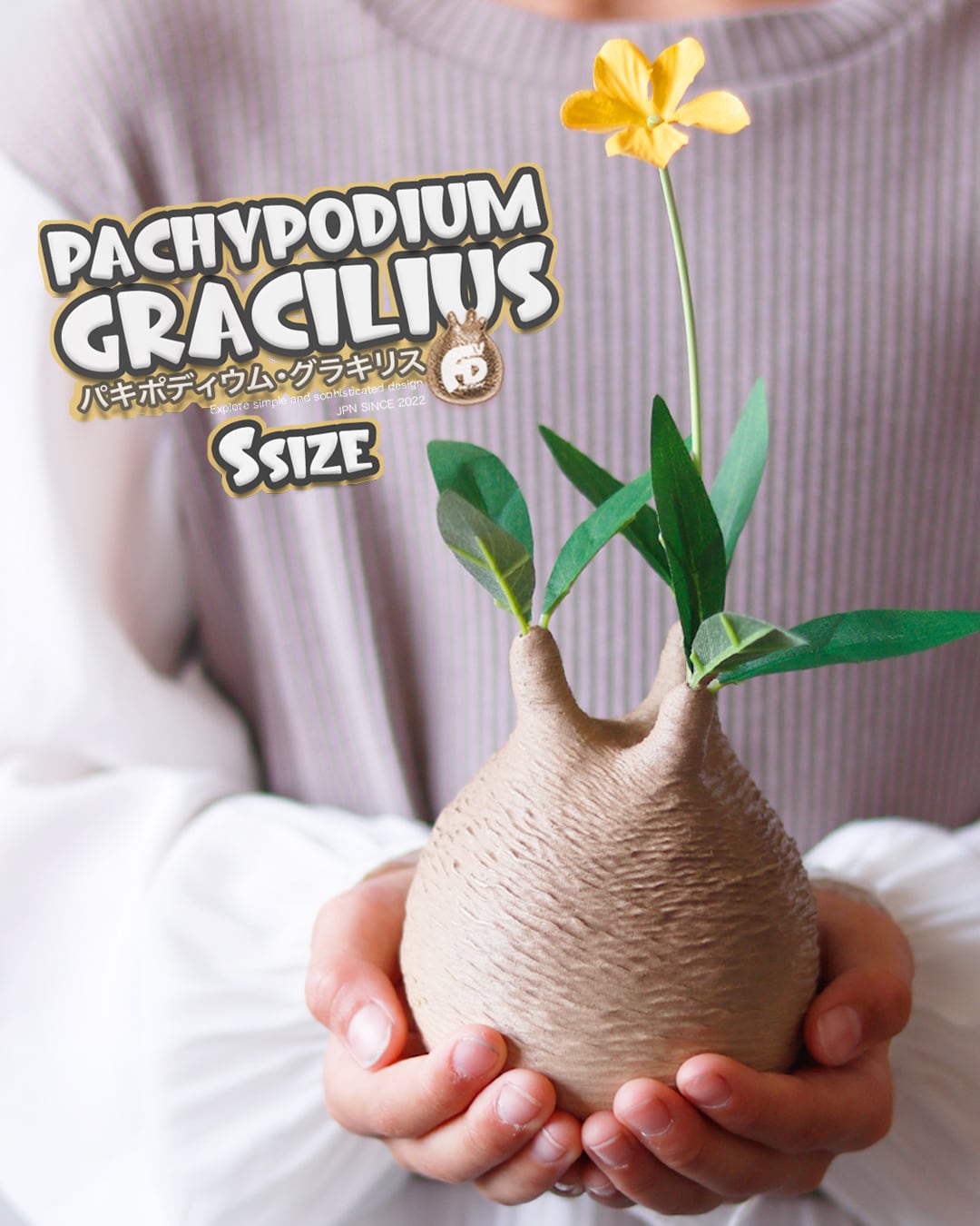 触れたくなるCaudex造形｜パキポディウム グラキリス｜(130x240) Ssize