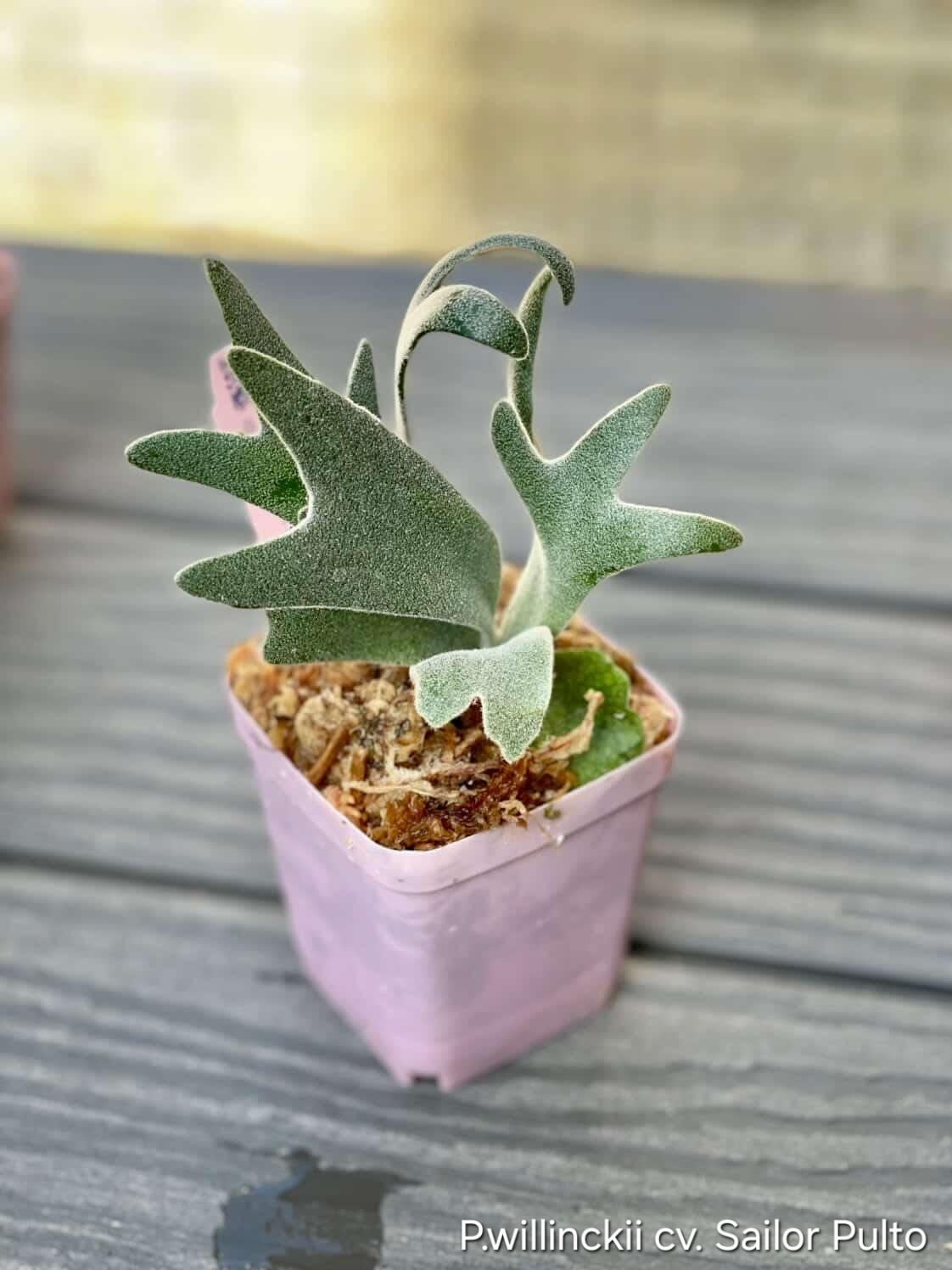 P.willinckii cv. Sailor Pluto【artPLANTs/PLANTS GARAGE