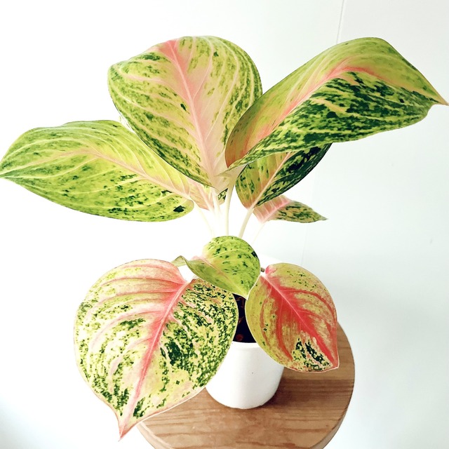 アグラオネマ 観葉植物 calm cafe