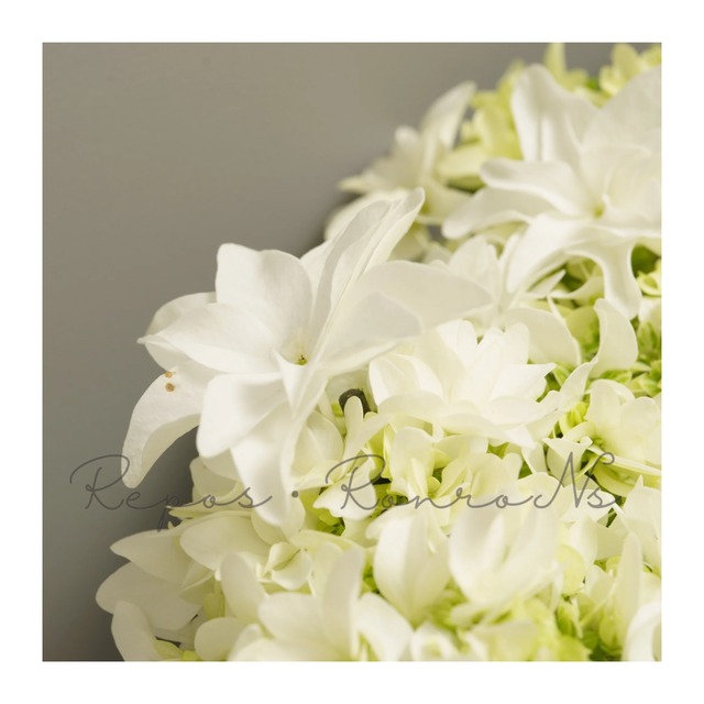 アジサイ：月うさぎ（5号鉢）新品種　希少　星咲きアジサイ　島根県産アジサイ　ハイドランジア 鉢花　ギフト