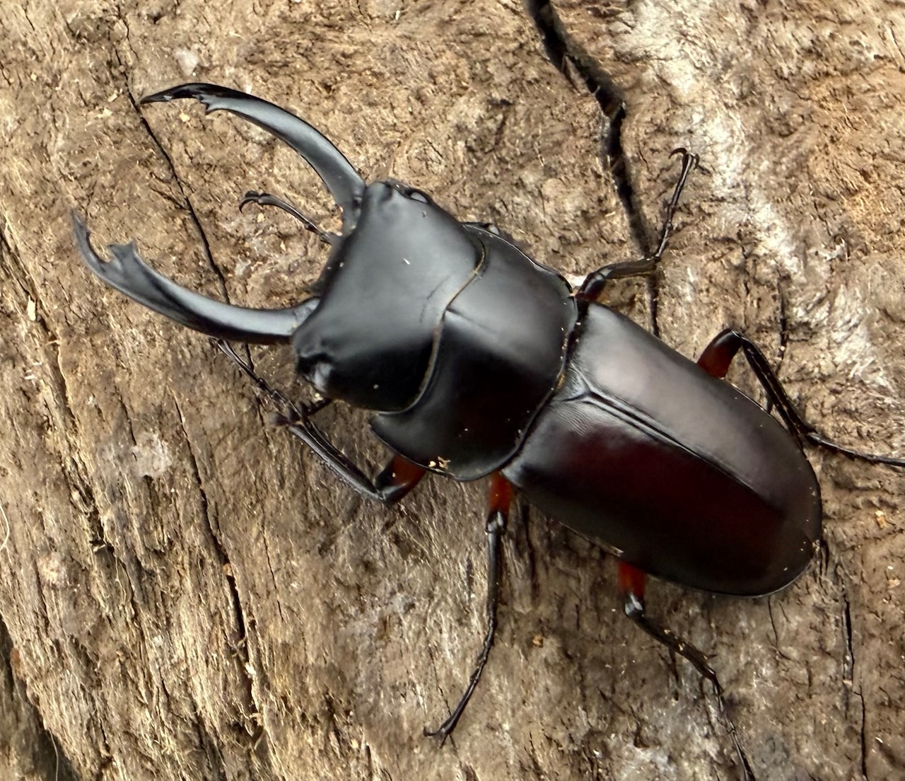 【WF1】《ピエールコクワガタ 31mm ペア》