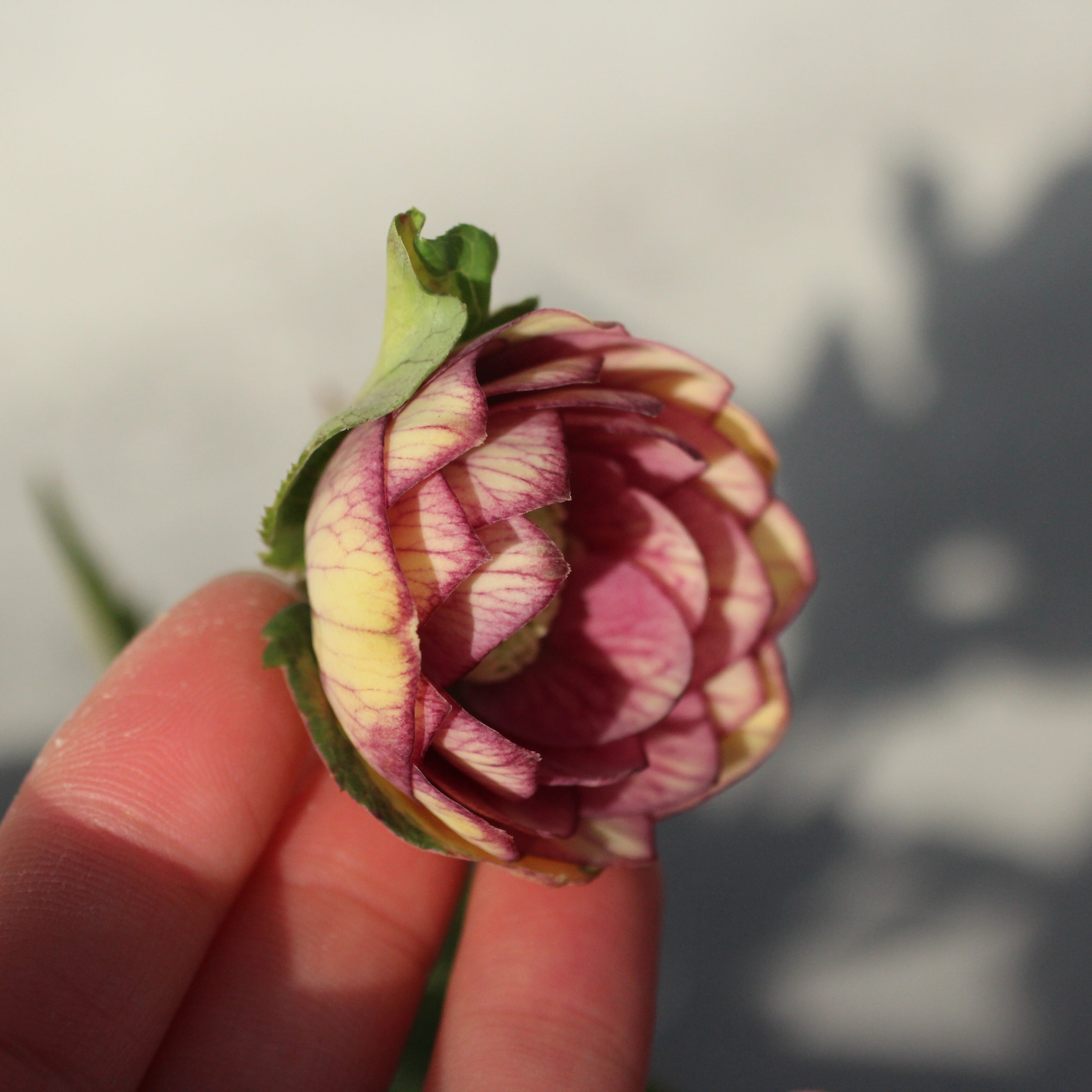 WS26-082 クリスマスローズ ウィンターシンフォニー イエロークレオン