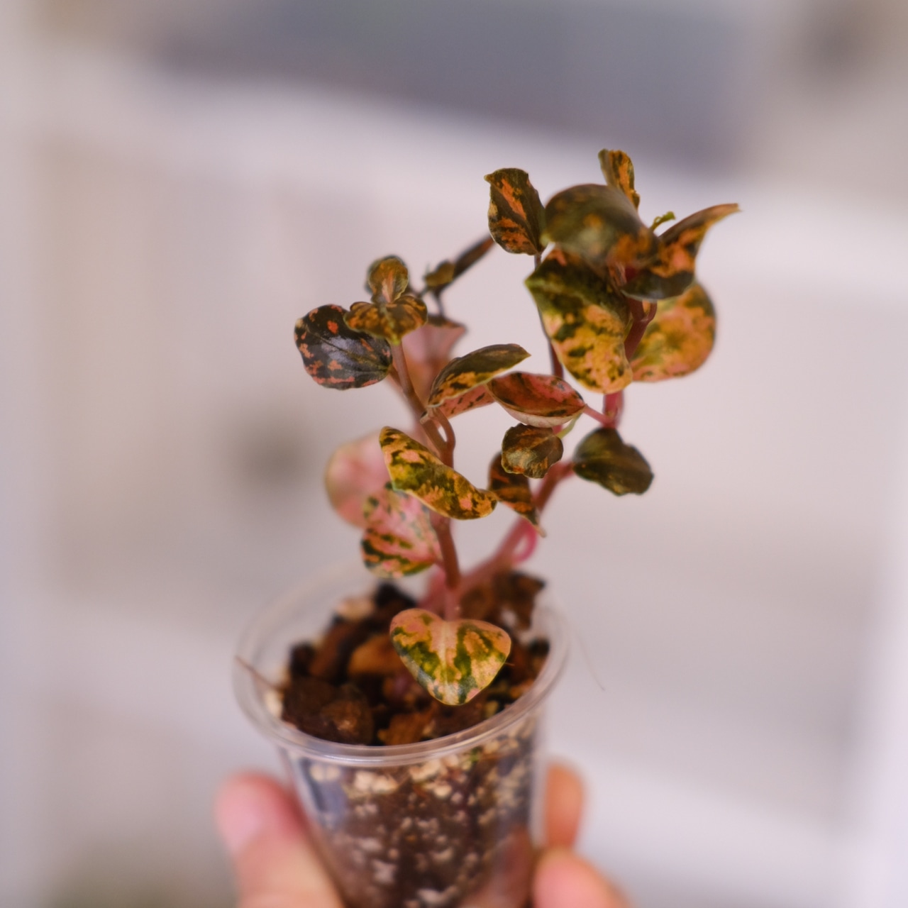 PEPEROMIA METARICA varigated | ペペロニア メタリカ③ | 観葉植物