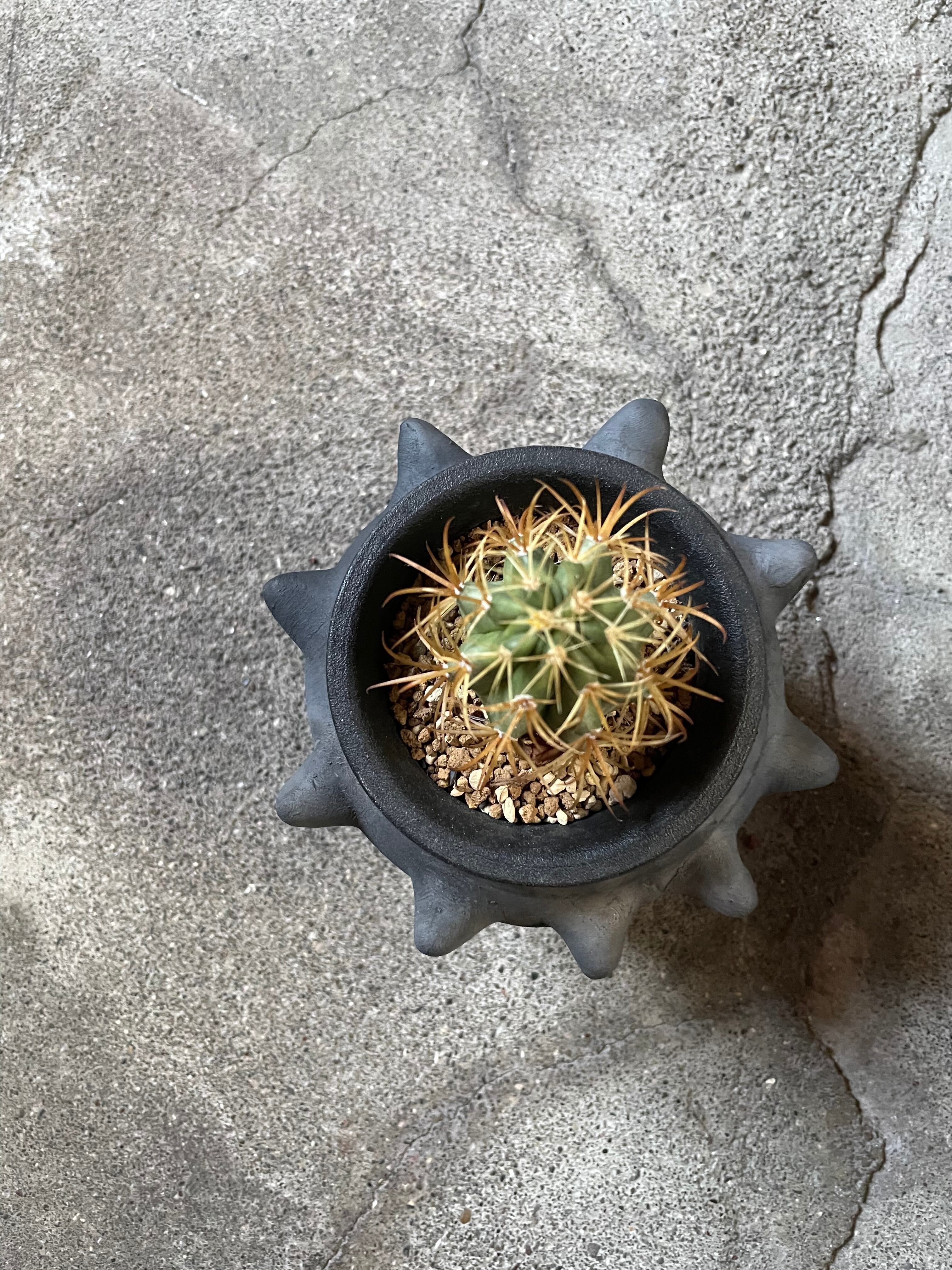 oaxaca / black pottery / spike | Elephant House