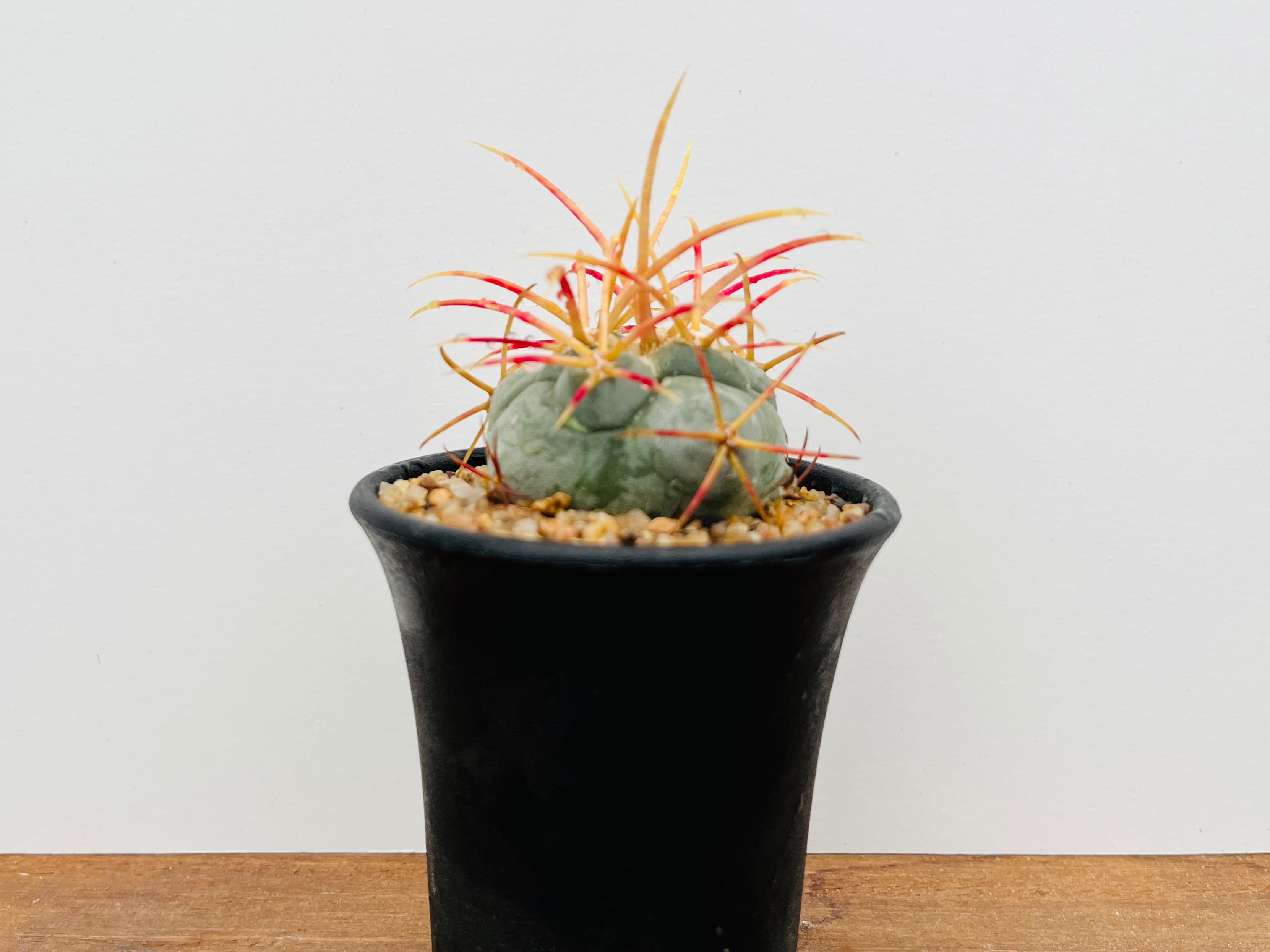 Thelocactus hexaedrophorus v. fossulatus テロカクタス 緋冠竜 Thelocactus hexaedrophorus v. fossulatus テロカクタス 緋冠竜