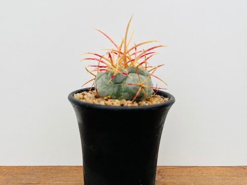 Thelocactus hexaedrophorus v. fossulatus　テロカクタス　緋冠竜　サボテン