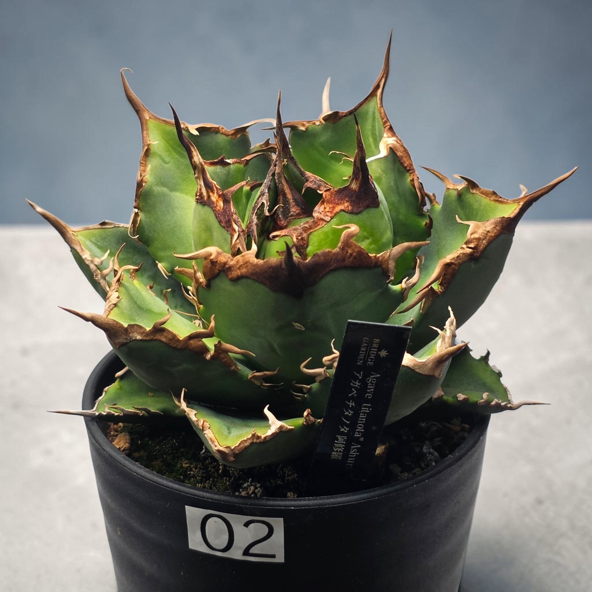 アガベ チタノタ 阿修羅 (Agave titanota 'Asura') | BRIDGE GARDEN