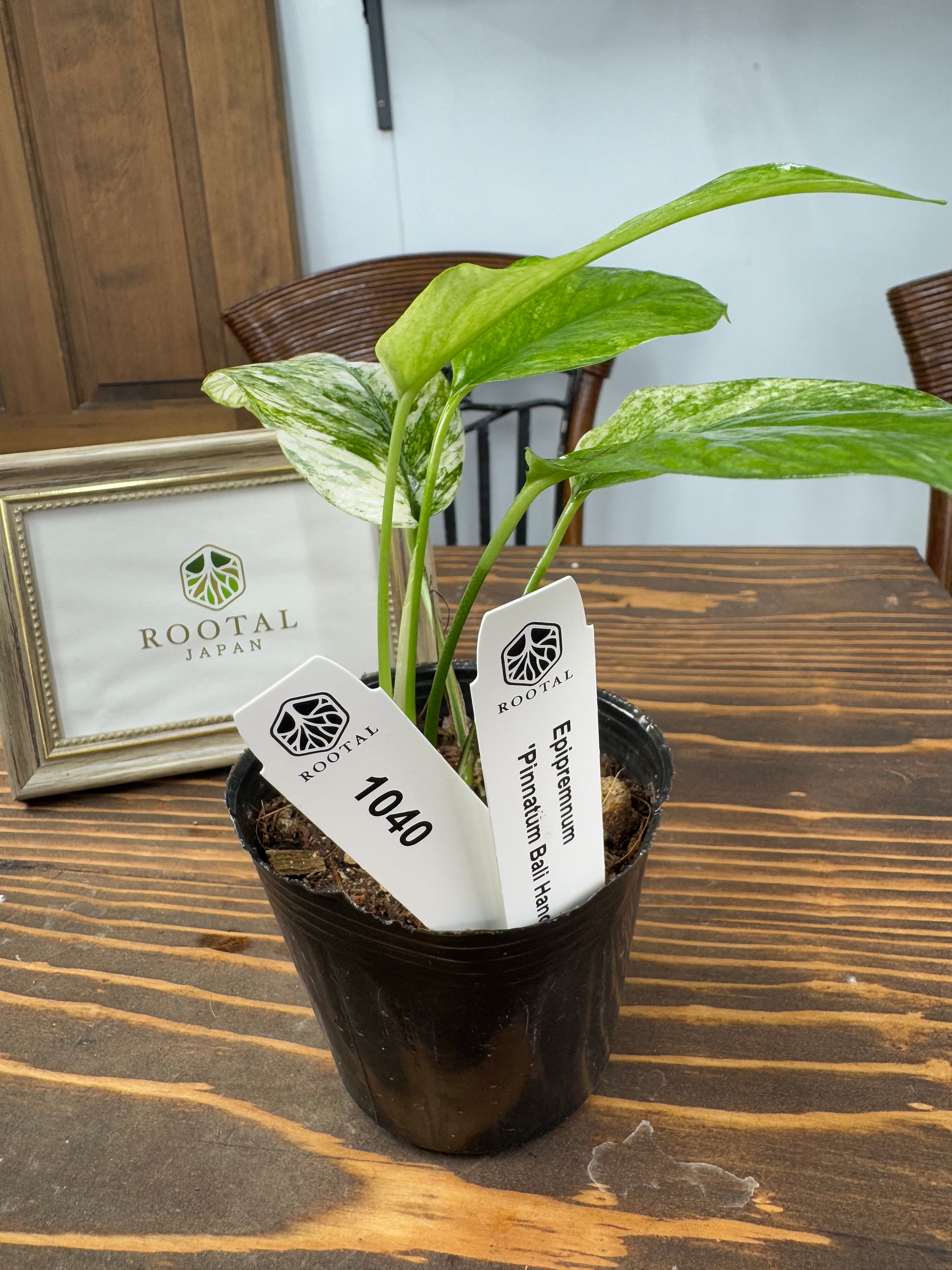斑入り | ROOTALPLANTS