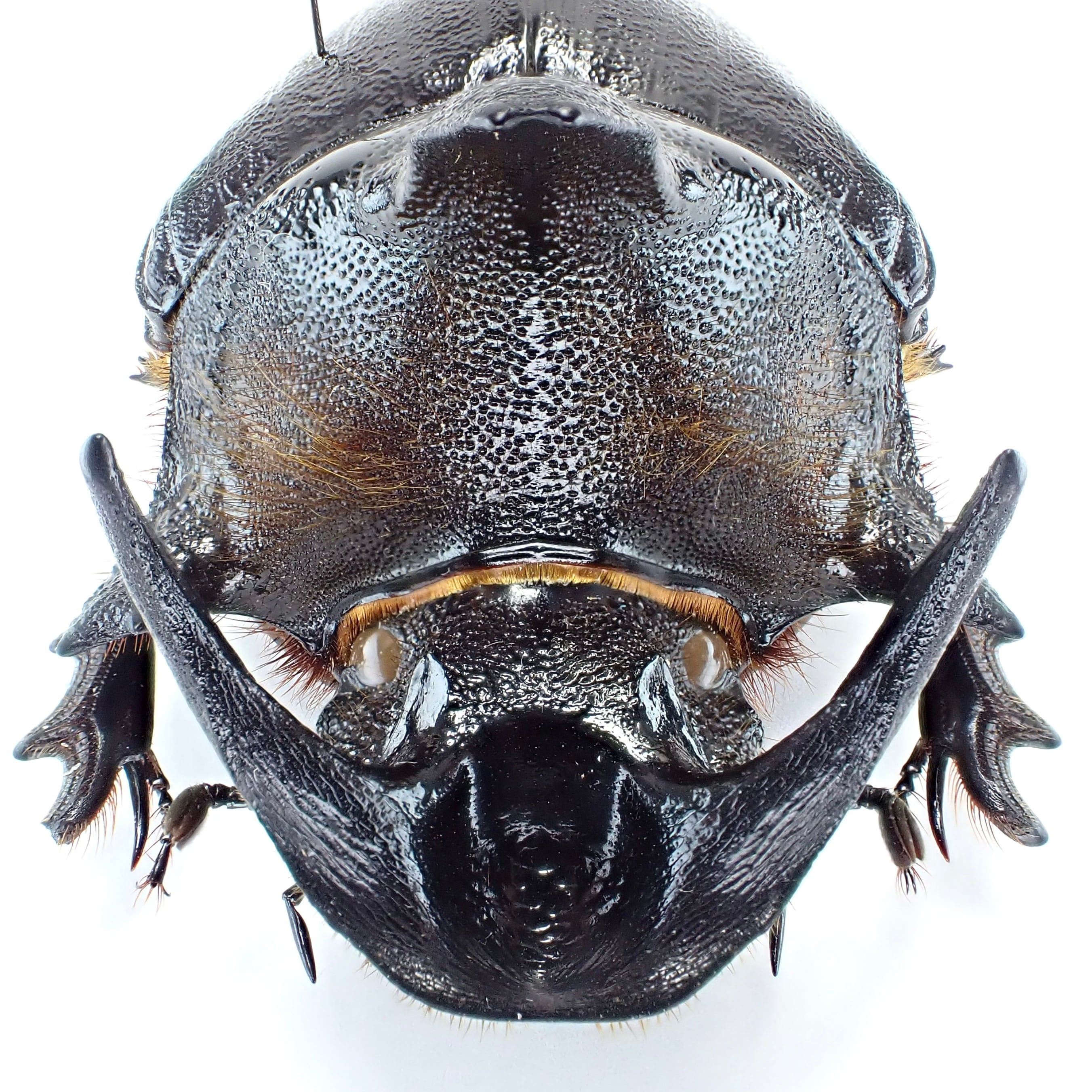 ザンビア産 Heliocopris andersoni ♂♀ 56mm/52mm XXL | 昆虫標本