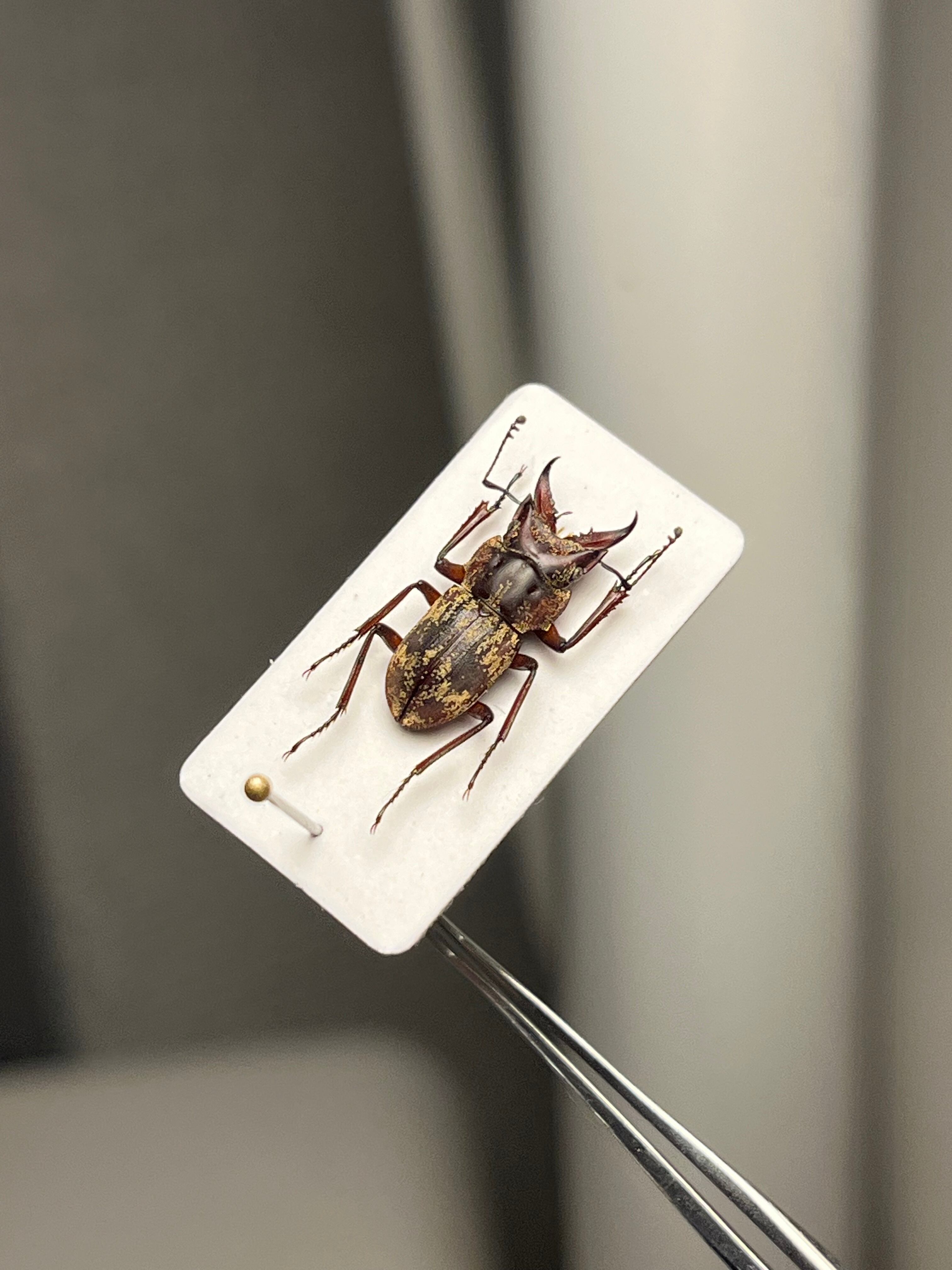 12mm】エンマクワガタの一種 標本Auxicerus インカクワガタ チュウ