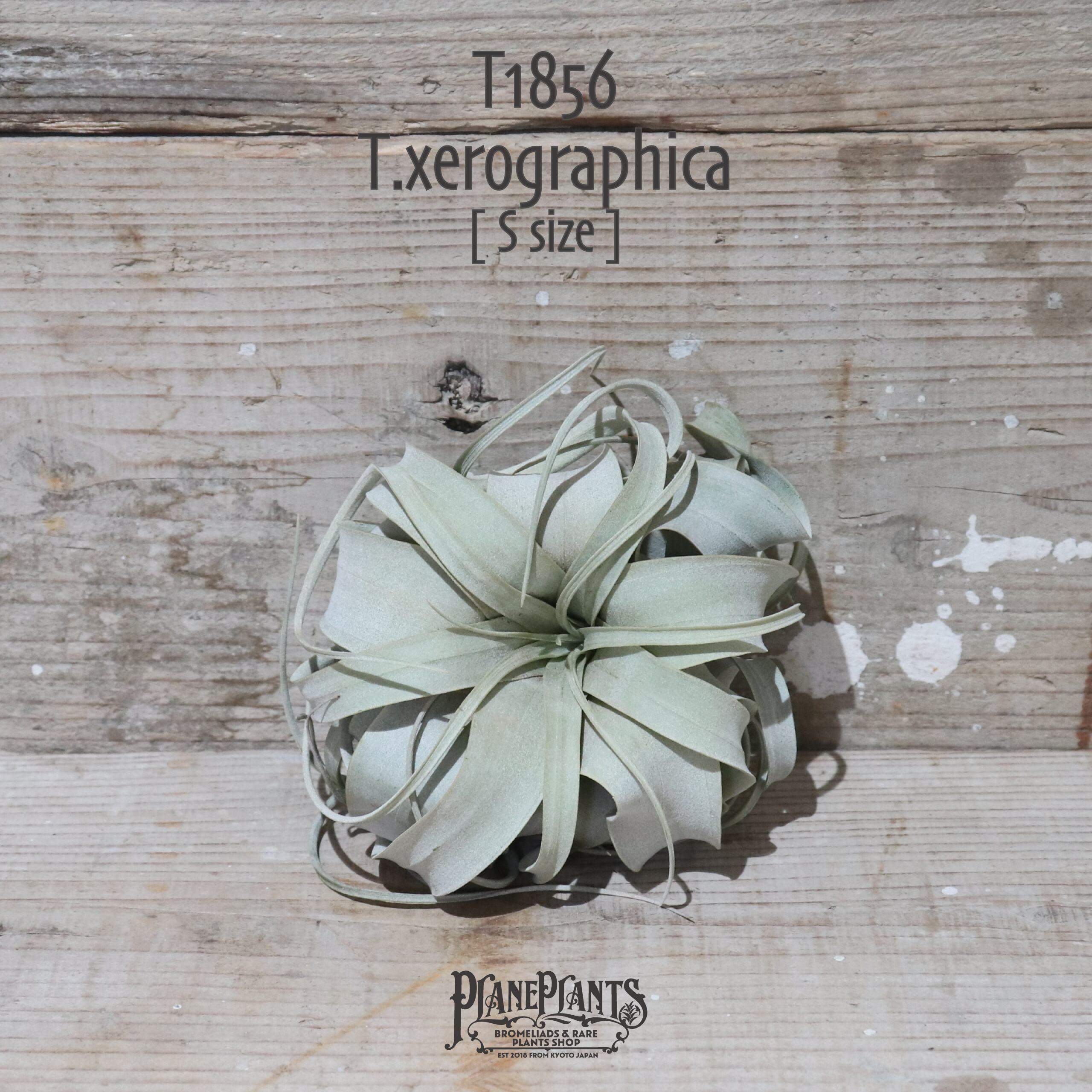 【送料無料】キセログラフィカ S〔エアプランツ〕現品発送T1856