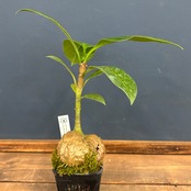 ミルメコディア　tuberosa 'pulvinata'【354】