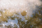 Zebra ゼブラウッド Olympus Trip35　