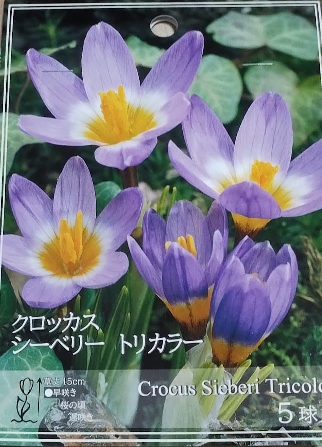 球根 クロッカス 『シーベリー トリカラー』 5球 ガーデニング 園芸
