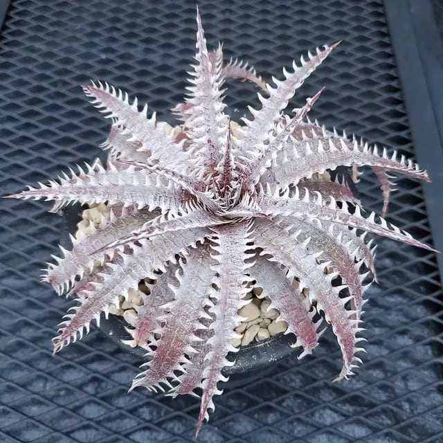 ディッキア他売ります。 ディッキアの販売 | Dyckia Maniax