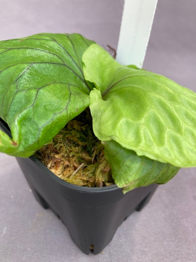 ビカクシダ・マダガスカリエンセ 3号 | Pay ID