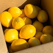 【おまかせ淡路島レモン5KG】発送中