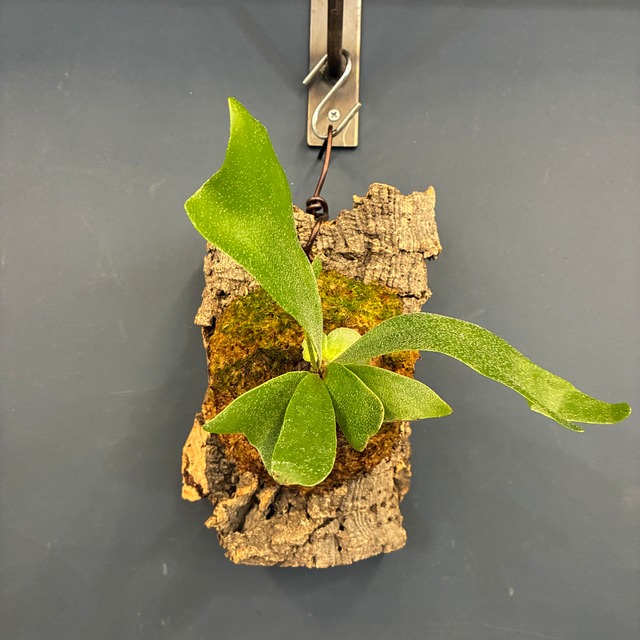 ビカクシダ　Platycerium alcicorne 板付け【220】【再撮影】