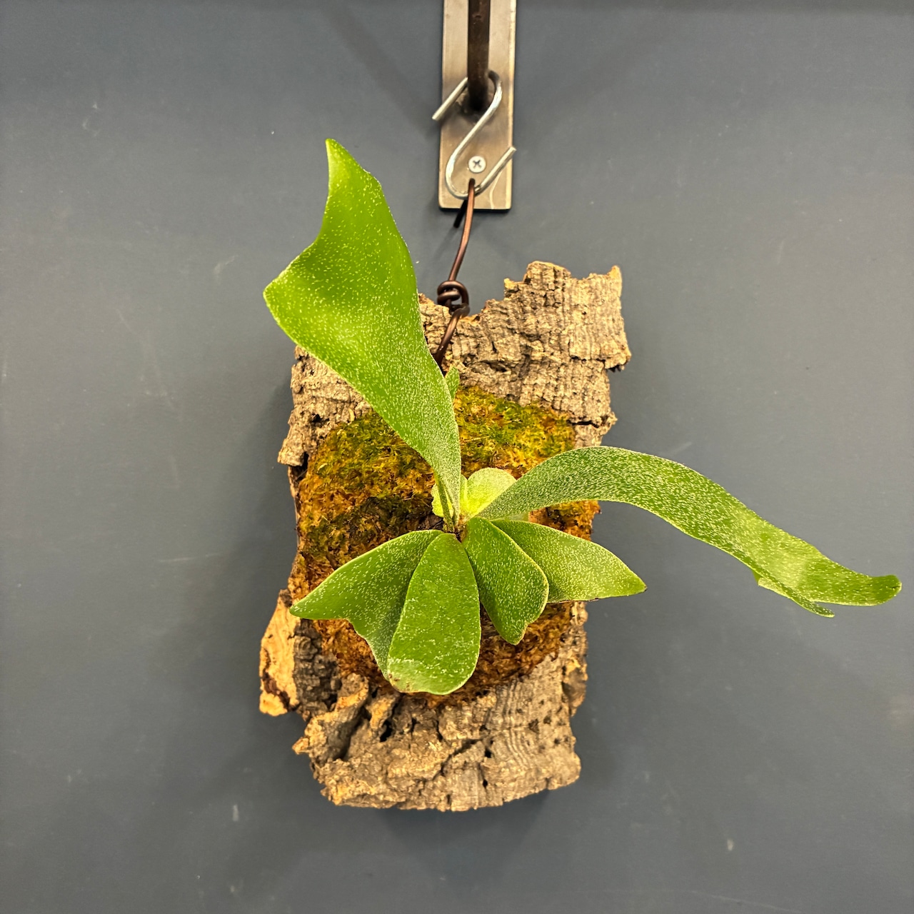 ビカクシダ Platycerium alcicorne 板付け【220】【再撮影】