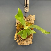ビカクシダ Platycerium alcicorne 板付け【220】【再撮影】
