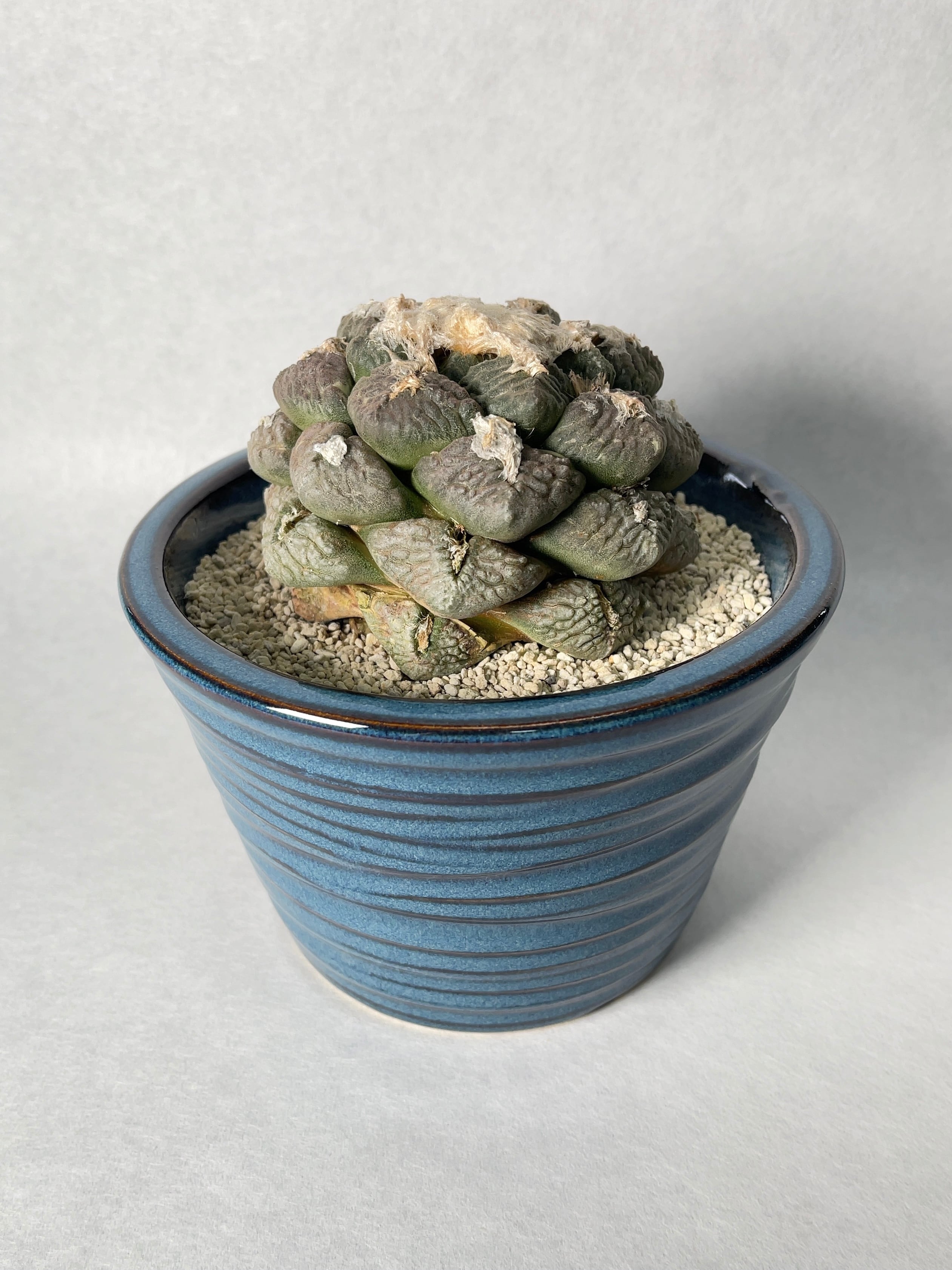 アリオカルプス　連山錦　実生　 塊根植物 多肉植物　斑 2d090845fa40a2ff7724fe7ec69273