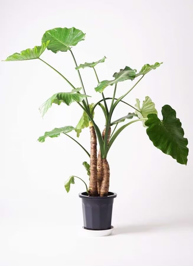 観葉植物 オリーブの木 10号 チプレッシーノ プラスチック鉢 | CAgarden