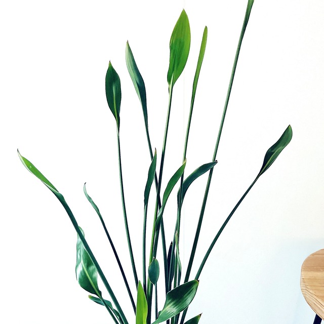 ストレリチア ノンリーフ ユンケア 陶器鉢仕立て【Premium Plants】