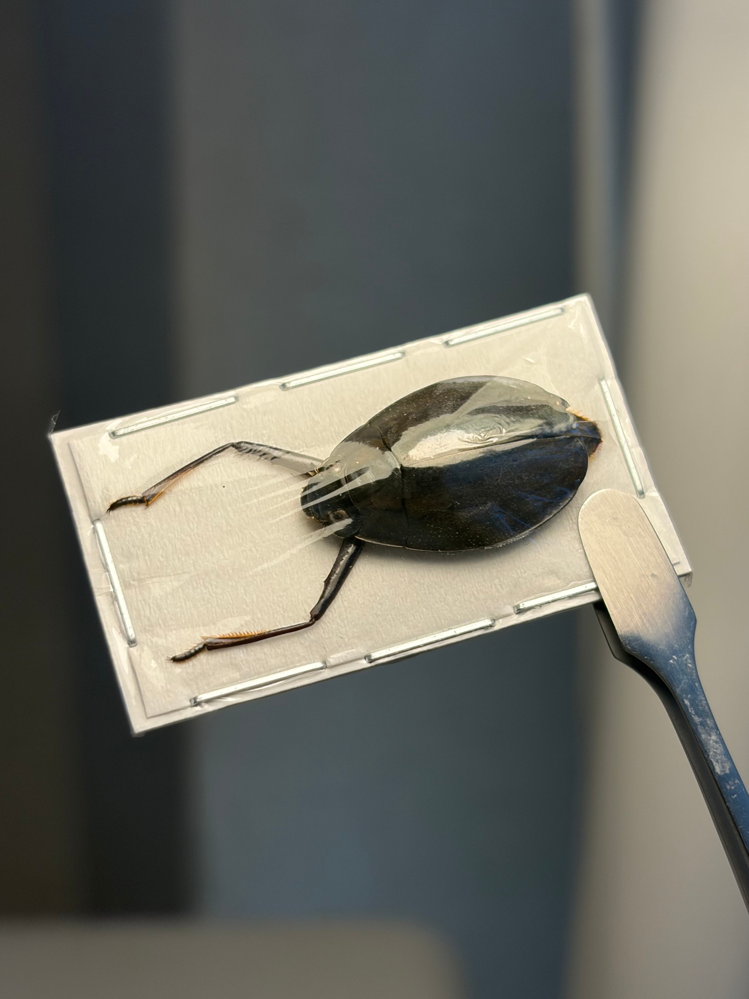 四色展開】ニジイロゴキブリ 標本エメラルドジュエルローチ ダンゴムシ