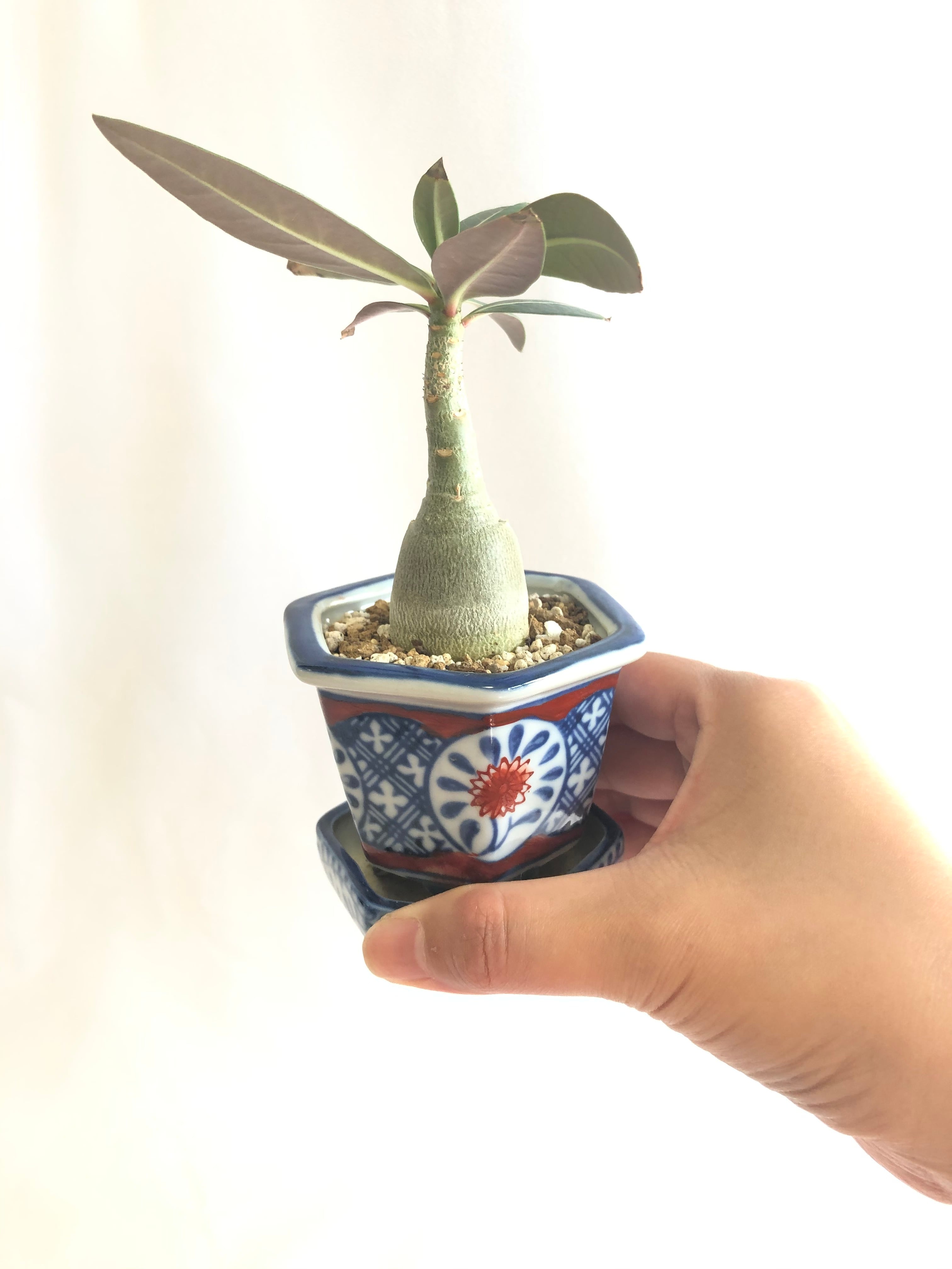 Adenium obesum アデニウム オベスム 塊根植物 コーデックス | plants