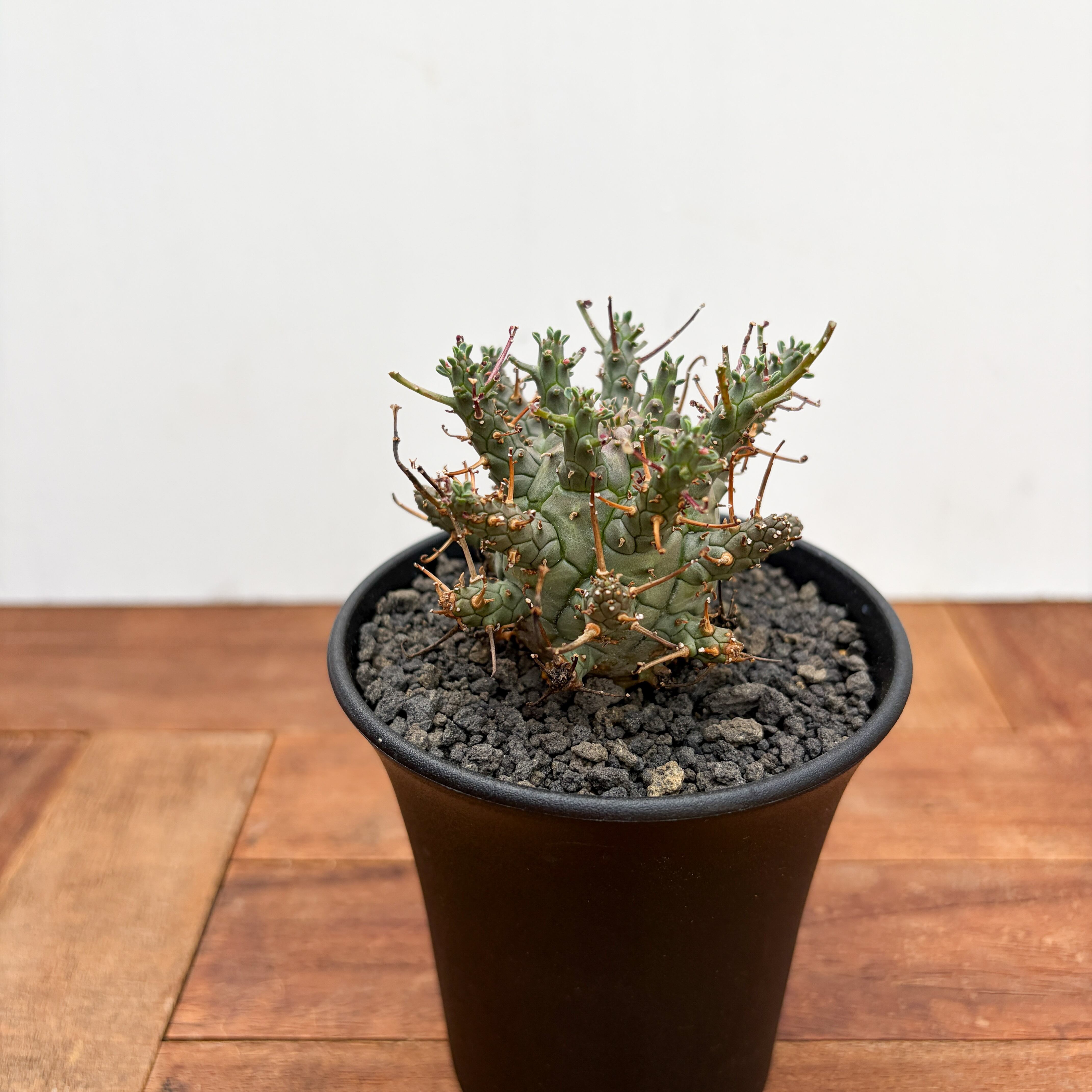 Euphorbia Decepta【ユーフォルビア・デセプタ・実生】 | RIMO'S GREEN