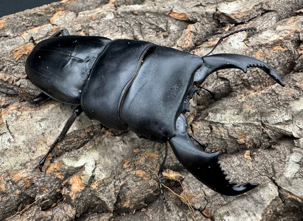 【WD】《スマトラオオヒラタ ベンクール産 90mm ペア》