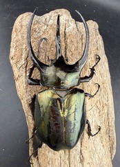 【WD】《ミンダナオアトラスオオカブト マラグサン産 98mm ペア》