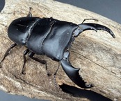 【WD】《スラウェシオオヒラタ 南スラウェシ産 74mm ペア》