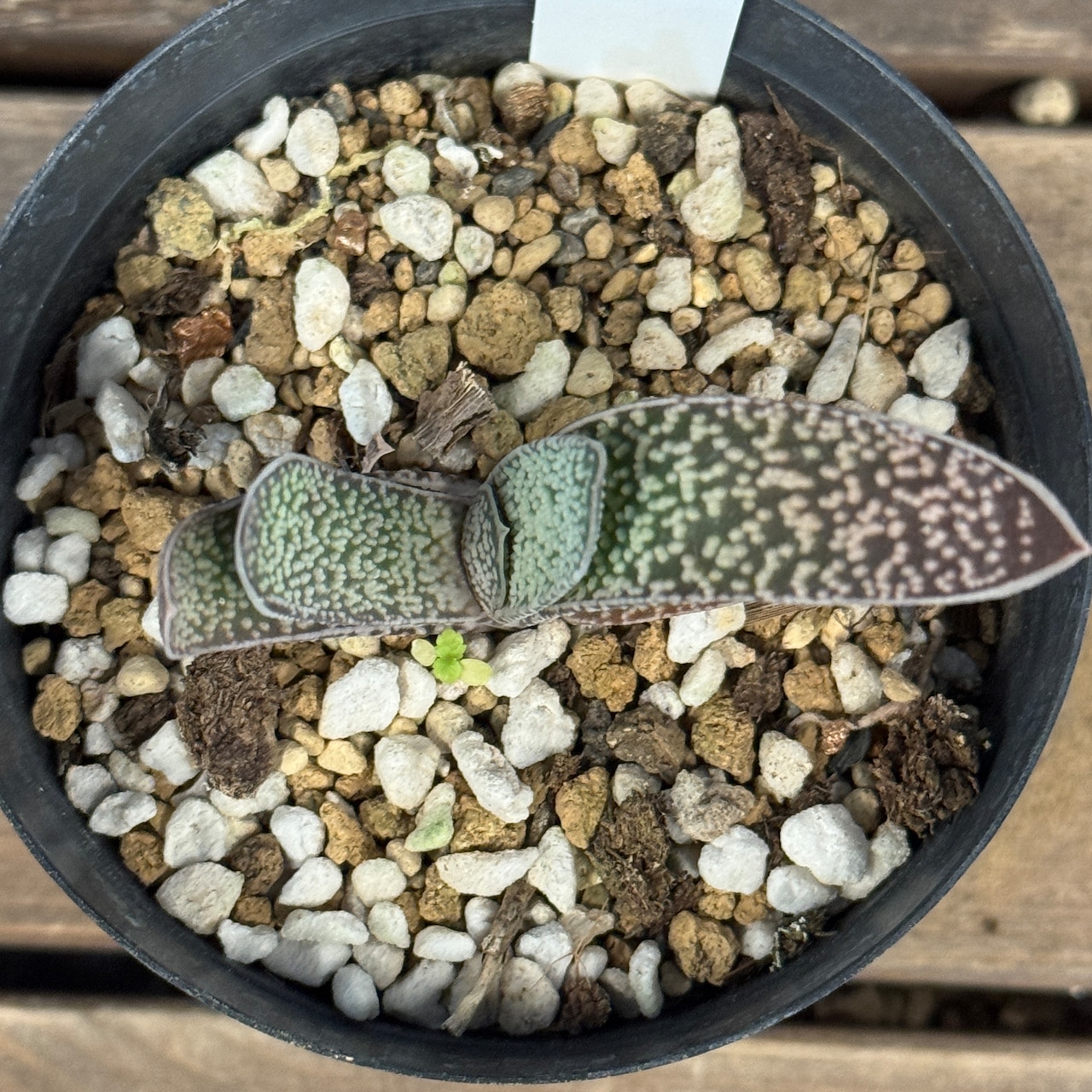 ガステリア 白星殿【975】