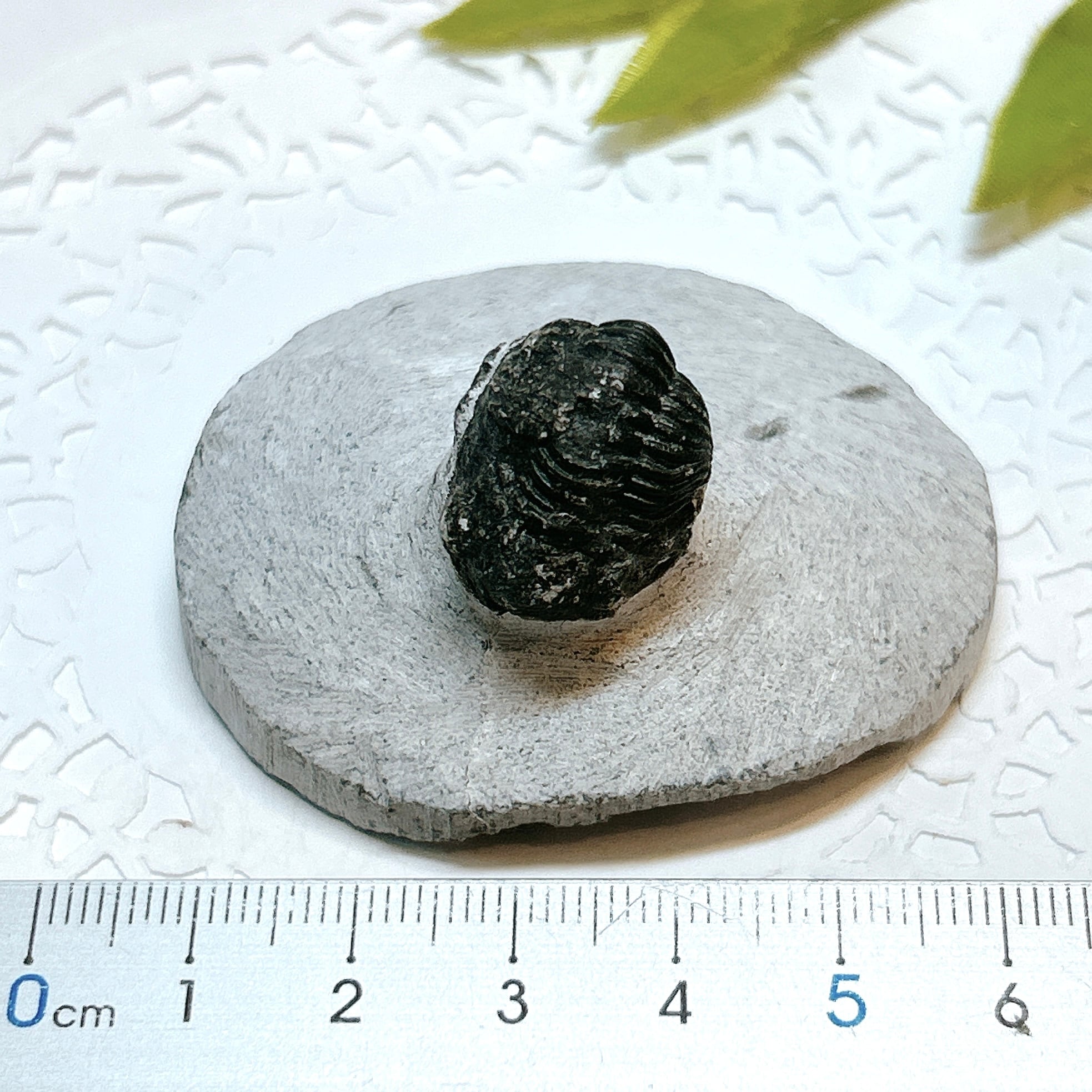 17914】三葉虫 古生代デボン紀 化石 モロッコ 化石標本 | クリスタル